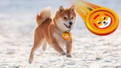 Shiba Rekor