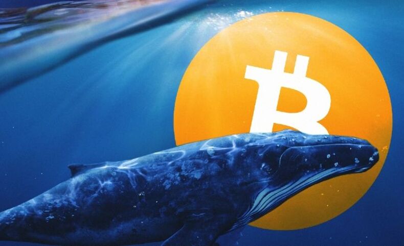 Whale Bitcoin